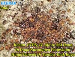 Minimnya Pengawasan di Perkebunan Kelapa Sawit PTPN 4 Berpotensi Merugikan Negara