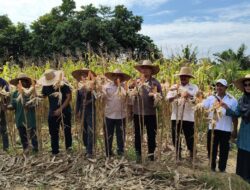 Panen Jangung Polsek Bagan Sinembah, Dukung Ketahanan Pangan Nasional dan Asta Cita Presiden RI