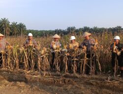 Program Ketahanan Pangan Nasional,  Polsek Bagan Sinembah Panen Jagung di Kebun Khayangan