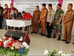 KOPERASI PRODUSEN SEIRA MANDIRI JAYA TEKEN PERJAN JIAN KERJASAMADENGAN PERKEBU NAN  PT MILANO CABANG DUA KEC, PANAI TENGAH KAB, LABUHAN BATU, PANAI TENGAH, PALAPA TV ONLIEN,