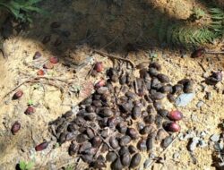 PTPN lV Regional 1 Kebun Torgamba Biarkan Brondolan Buah Sawit Berserakan Dijalan