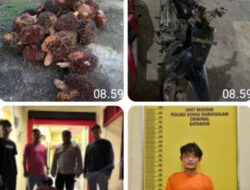 Residivis Pencuri Sawit Diamankan Tim Reskrim Polsek Bonai Darussalam