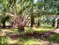 Maraknya Pencurian Sawit di Balai Jaya, Warga Pasir Putih Minta Polisi Bertindak