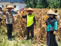 Polsek Rimba Melintang Polres Rohil, Gelar Panen Jagung Serentak Program Ketapang Nasional