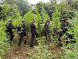 Brimob Sumut Gempur Ladang Ganja — 10 Hektar Tanaman Terlarang Dimusnahkan di Perbukitan Mandailing Natal