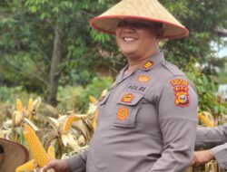 Polres Rokan Hilir Sukseskan Program Ketahanan Pangan Nasional Melalui Panen Jagung di Bagan Sinembah