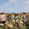 Polsek Bagan Sinembah Gelar Panen Jagung Dukung Program Asta Cita dan Ketahanan Pangan Nasional