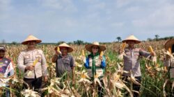 Polsek Bagan Sinembah Gelar Panen Jagung Dukung Program Asta Cita dan Ketahanan Pangan Nasional