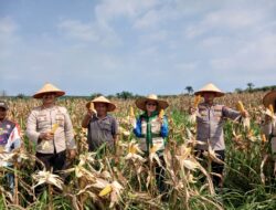 Polsek Bagan Sinembah Gelar Panen Jagung Dukung Program Asta Cita dan Ketahanan Pangan Nasional
