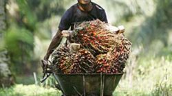 Tingkatkan Kesejahteraan Petani, Harga TBS Umur 9 Tahun Naik Rp3.842