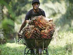 Tingkatkan Kesejahteraan Petani, Harga TBS Umur 9 Tahun Naik Rp3.842