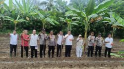 Perkuat Ketahanan Pangan, Polsek Rambah Optimalkan Lahan Lewat Penanaman Jagung di Bangun Purba