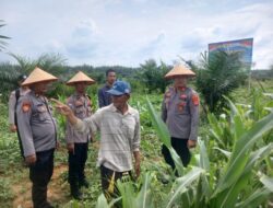 Polsek Bagan Sinembah Tinjau 30 Hektare Jagung, Perkuat Ketahanan Pangan Dukung Asta Cita Presiden