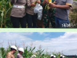 Dukung ketahanan pangan PT, RSI, dapat Apresiasi dari Upika ujung baru,