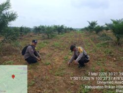 POLSEK BAGAN SINEMBAH DUKUNG ASTA CITA PRESIDEN, CEK LANGSUNG PERKEMBANGAN TANAMAN JAGUNG KELOMPOK TANI SURYA BARAK 15