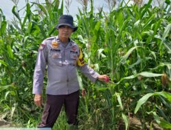 Polres Rohil Dukung Program Ketahanan Pangan Nasional melalui Pengecekan Lahan Jagung