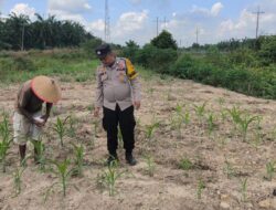 Dukung Ketahanan Pangan Nasional, Polsek Rantau Kopar Turun Langsung Bantu Pemupukan & Pantau Tanaman Jagung di Sungai Rangau