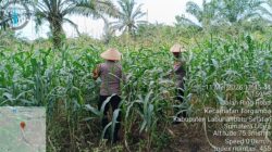 POLSEK BAGAN SINEMBAH DUKUNG PROGRAM ASTA CITA PRESIDEN MELALUI PENGECEKAN KETAHANAN PANGAN JAGUNG