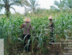 POLSEK BAGAN SINEMBAH DUKUNG PROGRAM ASTA CITA PRESIDEN MELALUI PENGECEKAN KETAHANAN PANGAN JAGUNG