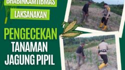 Dukung Program Ketahanan Pangan, Bhabinkamtibmas Polsek Rantau Kopar Cek Tanaman Jagung Pipil