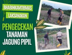 Dukung Program Ketahanan Pangan, Bhabinkamtibmas Polsek Rantau Kopar Cek Tanaman Jagung Pipil