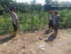 Jajaran Polsek Panipahan Melakukan Monitoring Ketapang di Palika.