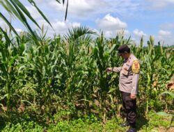 Polsek Bagan Sinembah Dukung Ketahanan Pangan Nasional, Cek Perkembangan Tanaman Jagung Kelompok Tani Surya Barak 15