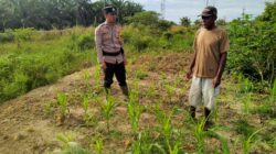 Dukung Swasembada Pangan Bhabinkamtibmas Rantau Kopar Pantau Kondisi Tanaman Jagung Menjelang Masa Produktif