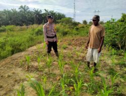 Dukung Swasembada Pangan Bhabinkamtibmas Rantau Kopar Pantau Kondisi Tanaman Jagung Menjelang Masa Produktif