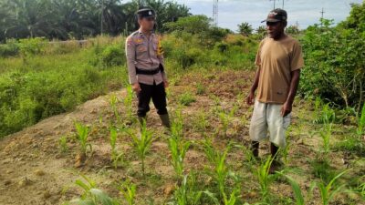 Dukung Swasembada Pangan Bhabinkamtibmas Rantau Kopar Pantau Kondisi Tanaman Jagung Menjelang Masa Produktif