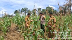 Polsek Bagan Sinembah Aktif Dukung Ketahanan Pangan Nasional, Lakukan Pengecekan Tanaman Jagung Program Asta Cita Presiden RI