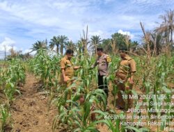 Polsek Bagan Sinembah Aktif Dukung Ketahanan Pangan Nasional, Lakukan Pengecekan Tanaman Jagung Program Asta Cita Presiden RI