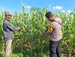POLSEK BAGAN SINEMBAH DUKUNG PROGRAM ASTA CITA PRESIDEN MELALUI PENGECEKAN KETAHANAN PANGAN TANAMAN JAGUNG