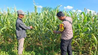 POLSEK BAGAN SINEMBAH DUKUNG PROGRAM ASTA CITA PRESIDEN MELALUI PENGECEKAN KETAHANAN PANGAN TANAMAN JAGUNG