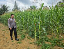 POLSEK BAGAN SINEMBAH TANCAP GAS DUKUNG ASTA CITA PRESIDEN, JAGUNG PIPIL TUMBUH SUBUR DI LAHAN KETAHANAN PANGAN