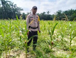 Polsek Simpang Kanan Rutin Pantau Tanaman Jagung Dukung Program Ketahanan Pangan Nasional