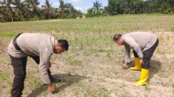 Dukung Ketahanan Pangan Nasional, Polsek Tanah Putih Cek dan Dampingi Pemupukan Lahan Jagung