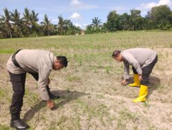 Dukung Ketahanan Pangan Nasional, Polsek Tanah Putih Cek dan Dampingi Pemupukan Lahan Jagung