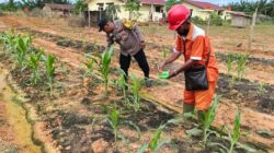 Polsek Pujud Laksanakan Perawatan dan Pemupukan Jagung Ketahanan Pangan Dukung Program Asta Cita Presiden RI