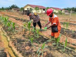 Polsek Pujud Laksanakan Perawatan dan Pemupukan Jagung Ketahanan Pangan Dukung Program Asta Cita Presiden RI