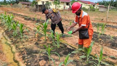 Polsek Pujud Laksanakan Perawatan dan Pemupukan Jagung Ketahanan Pangan Dukung Program Asta Cita Presiden RI