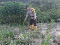 Dukung Program Ketahanan Pangan Nasional Bhabinkamtibmas Tinjau Perkembangan Tanaman Jagung Pipil