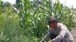 Polsek panipahan Hadir Dukung program pangan pemerinta,lakukan pemantau rutin tanaman jagung