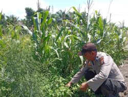 Polsek panipahan Hadir Dukung program pangan pemerinta,lakukan pemantau rutin tanaman jagung