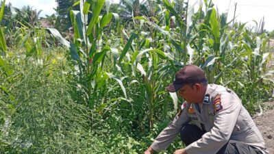 Polsek panipahan Hadir Dukung program pangan pemerinta,lakukan pemantau rutin tanaman jagung