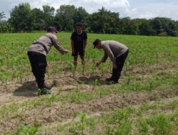Polsek Tanah Putih Cek Perkembangan Jagung Ketahanan Pangan di Cempedak Rahuk