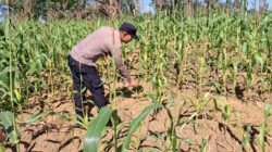 Polsek Bagan Sinembah Intensif Pantau Pertumbuhan Jagung Pipil Dukung Program Ketahanan Pangan Nasional