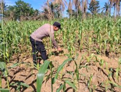 Polsek Bagan Sinembah Intensif Pantau Pertumbuhan Jagung Pipil Dukung Program Ketahanan Pangan Nasional