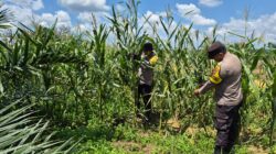 Polsek Bagan Sinembah Intensif Pantau Pertumbuhan Jagung Pipil, Wujud Dukungan Ketahanan Pangan Nasional
