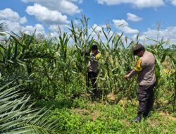 Polsek Bagan Sinembah Intensif Pantau Pertumbuhan Jagung Pipil, Wujud Dukungan Ketahanan Pangan Nasional